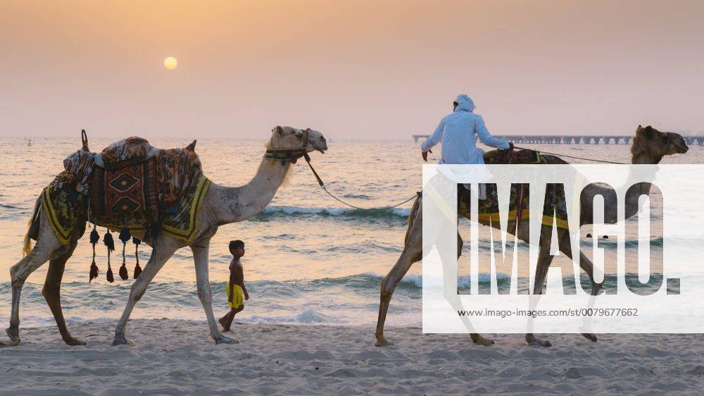 A young boy follows a man riding a camel in Dubai, United Arab Emirates, Middle East