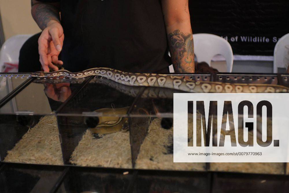 Philippines: HistoryCon 2017 Small Python is up for sale with other snakes on display. GeorgexBuid
