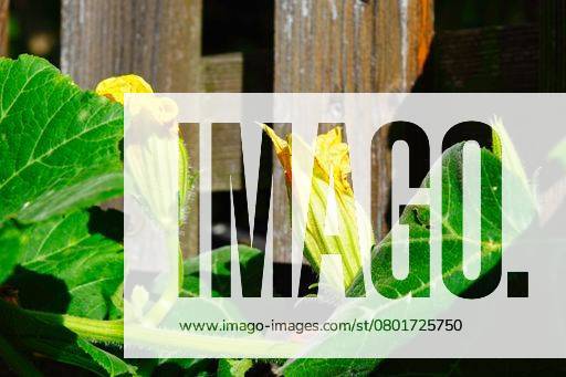 A close-up shot of zucchini flowers with a rustic wooden fence in the background 19593031 RECORD DATE NOT STATED