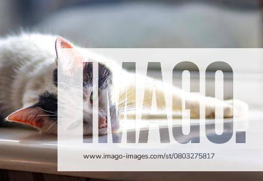 A white cat with black spots basking in the sun on a window sill. 24516444 RECORD DATE NOT STATED
