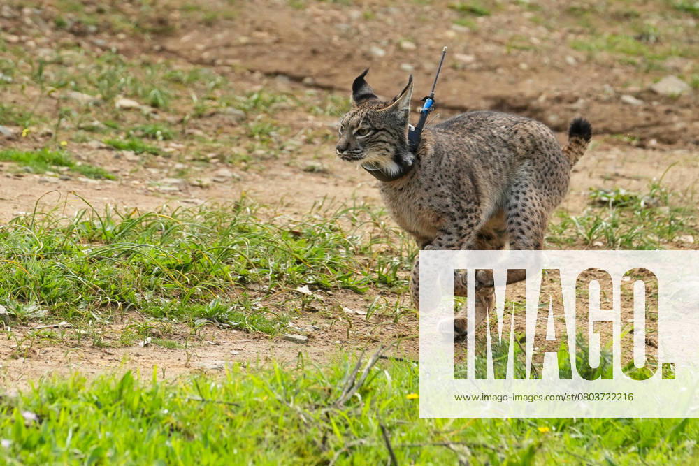 Catalina García participates in the release of lynx in Guillena to reinforce the conservation of the species Iberian lynx released On February 19, 2025 in Las Pajanosas, Seville Andalusia, Spain The Councilor for Sustainability and Environment, Catalina García, will participate in the release of several specimens of Iberian lynx in the Soto de la Fuente area This action is part of the Junta de Andalucías ongoing efforts to strengthen Iberian lynx populations in the region and promote biodiversity 19 FEBRUARY 2025 Francisco J Sevilla, Andalucia Sevilla, Andalucia Espana