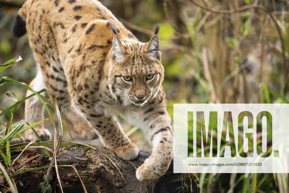Eurasischer Luchs (Lynx lynx), im Wald, captive, Bayern, Deutschland, Europa Eurasian lynx (Lynx lynx), in a forest, captive, Bavaria, Germany, Europe