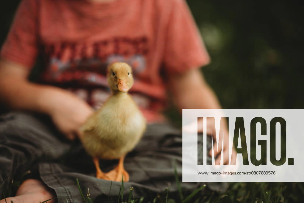 IMAGO Creative, Sommer, Sommertage im Garten little boy holding a duckling Beckley, West Virginia, United States CR_ZVBJ250319-1686178-01 ,model released, Symbolfoto