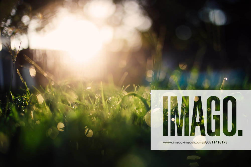 Water droplets on grass lit up by golden sun Tulsa, Oklahoma, United States R_KRRY250412-1661773-01