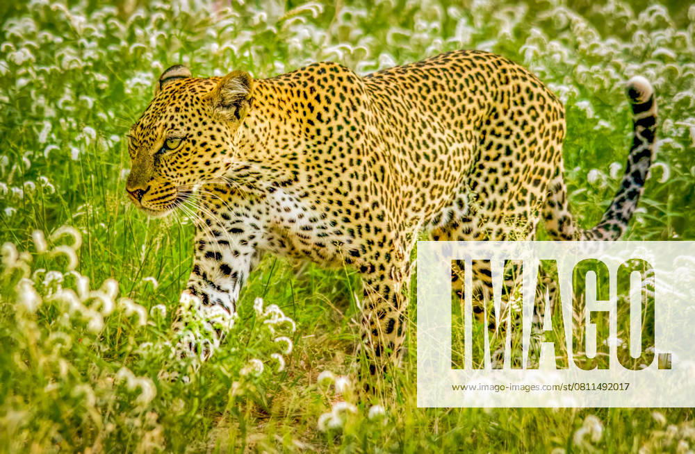 Samburu National Reserve, Kenya. Portrait of African leopard stalking prey in the tall grass of the savannah.