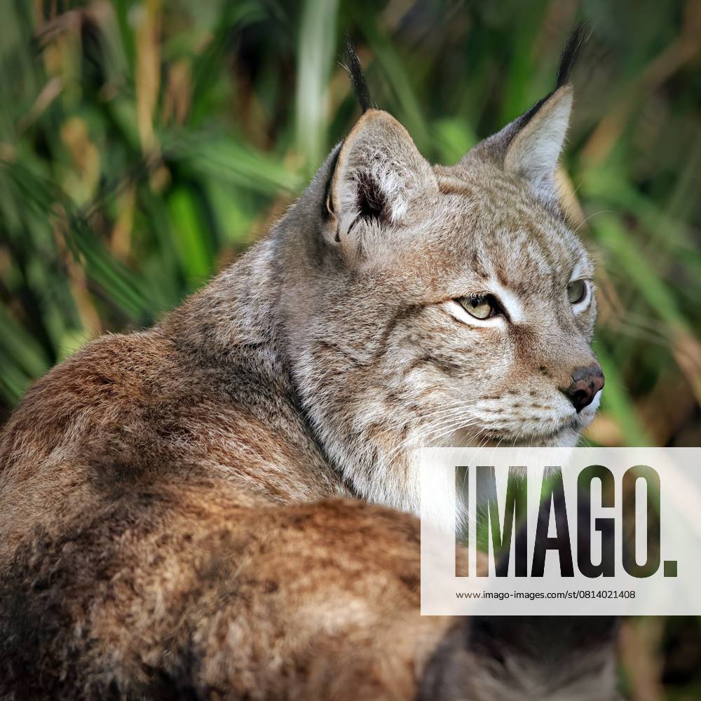 Moves to return lynx to British countryside brought forward with creation of new semi wild habitat Story from Jam Press (Lynx Return) Pictured: Lynx spotted in the British countryside. Moves to return lynx to British countryside brought forward with creation of new semi wild habitat Moves to return lynx to the British countryside have been brought forward with the creation of a new rewilding habitat. Wildwood Trust - a British conservation charity known for releasing bison into the wild in the UK - is creating an area for the big cats to live and possibly breed. They hope the new space will help shift public perception and build momentum for lynx to return to the wild. Work has begun on the new enclosure. It will support future breed