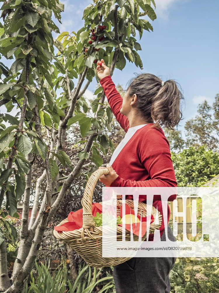 IMAGO Creative, Jahreszeit Sommer, Kirschen A woman in a red cardigan picks ripe cherries from a tree in a sunny Australian garden, holding a wicker basket filled with fresh fruits and greens, showcasing a serene outdoor routine Model Released JuanAizpuru_ID28101_827616_007