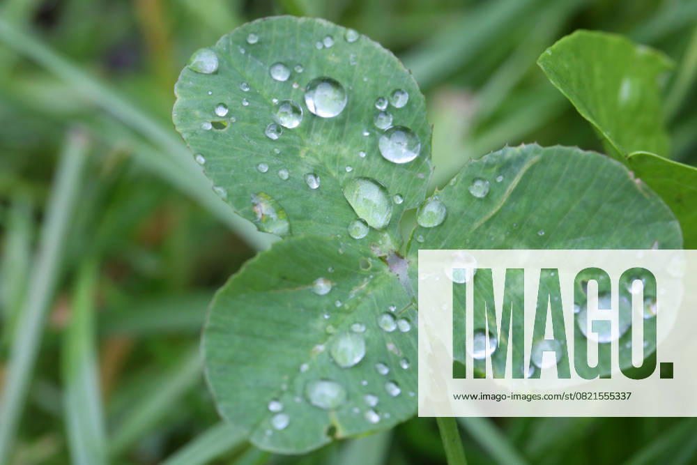 Rainy Morning In Toronto, Canada Raindrops rest on the leaves of a clover plant following the first thunderstorm of the season in Toronto, Ontario, Canada, on June 5, 2025 Toronto Ontario Canada