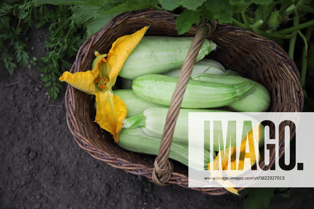 A few zucchini in a wicker basket. Saint Petersburg, Saint Petersburg, Russia R_JLUFVV250611-1766659-01