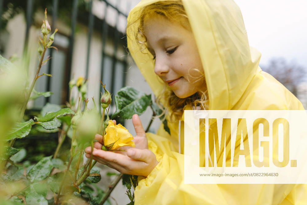Child in yellow raincoat gently smiling while looking at a rose in a garden model released, Symbolfoto, SIF01329