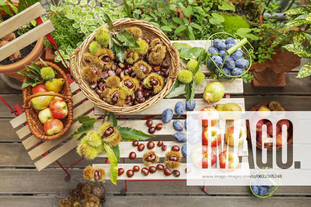 IMAGO Creative, Jahreszeit Sommer, Food, Pflaume Colorful autumn harvest of sweet chestnuts, apples, plums, and pears on a garden table, GWF08310