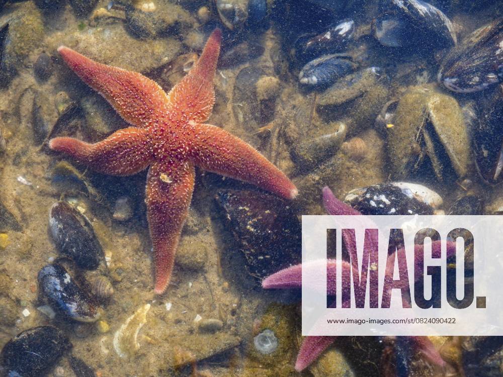 Gemeiner Seestern (Asterias rubens) Common Starfish (Asterias rubens)