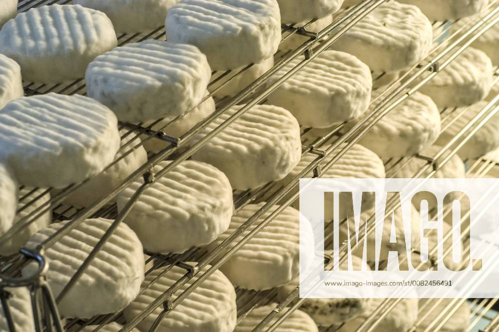 Cheese making