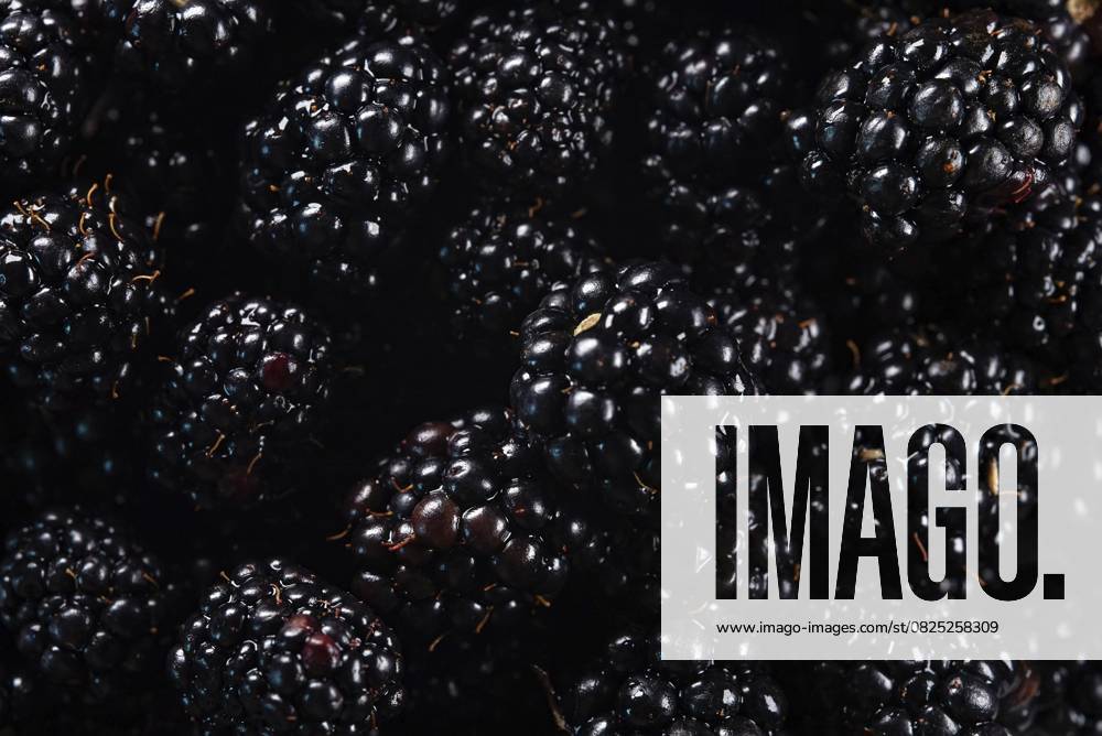 Viele glänzende, frische, reife Brombeeren Viele glänzende, frische, reife Brombeeren
