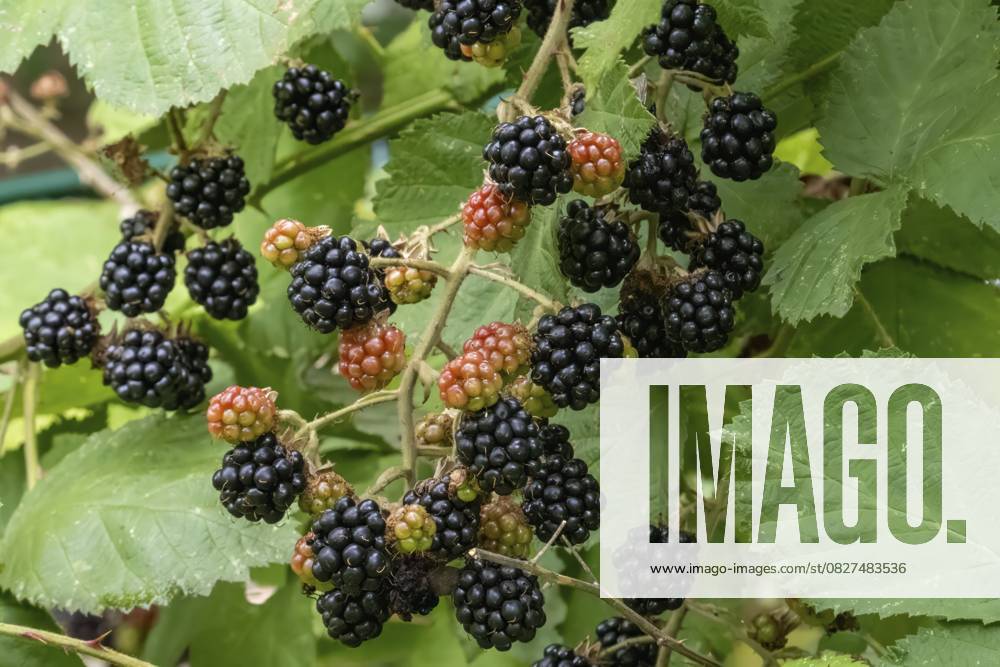 Reife und unreife Brombeeren an einem Brombeerstrauch, bereit zur Ernte Ripe and unripe blackberries growing on a blackberry bush, ready for harvest