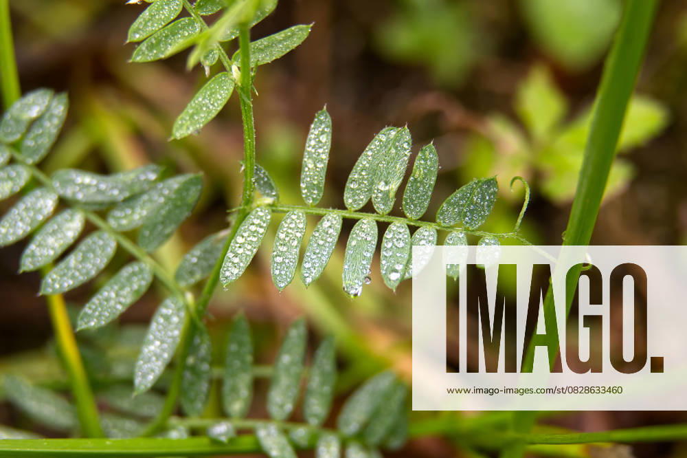 IMAGO Creative, Jahreszeit Sommer, Regen, Sommerregen Grüne Blätter mit Wassertropfen, eine perfekte Aufnahme der Schönheit der Natur. Close-up of vibrant green leaves covered in water droplets, showcasing natural beauty. (License=RF)
