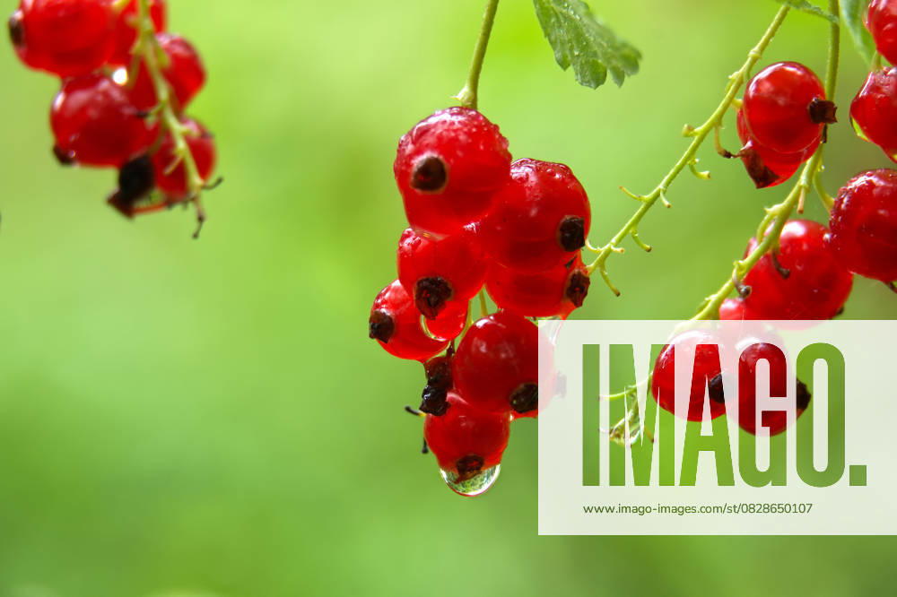 IMAGO Creative, Jahreszeit Sommer, Regen, Sommerregen Frische, reife rote Johannisbeeren, die von Regentropfen auf einem verschwommenen grünen Hintergrund glitzern. Close-up of vibrant red currants with water droplets on them against a blurred green background. (License=RF)
