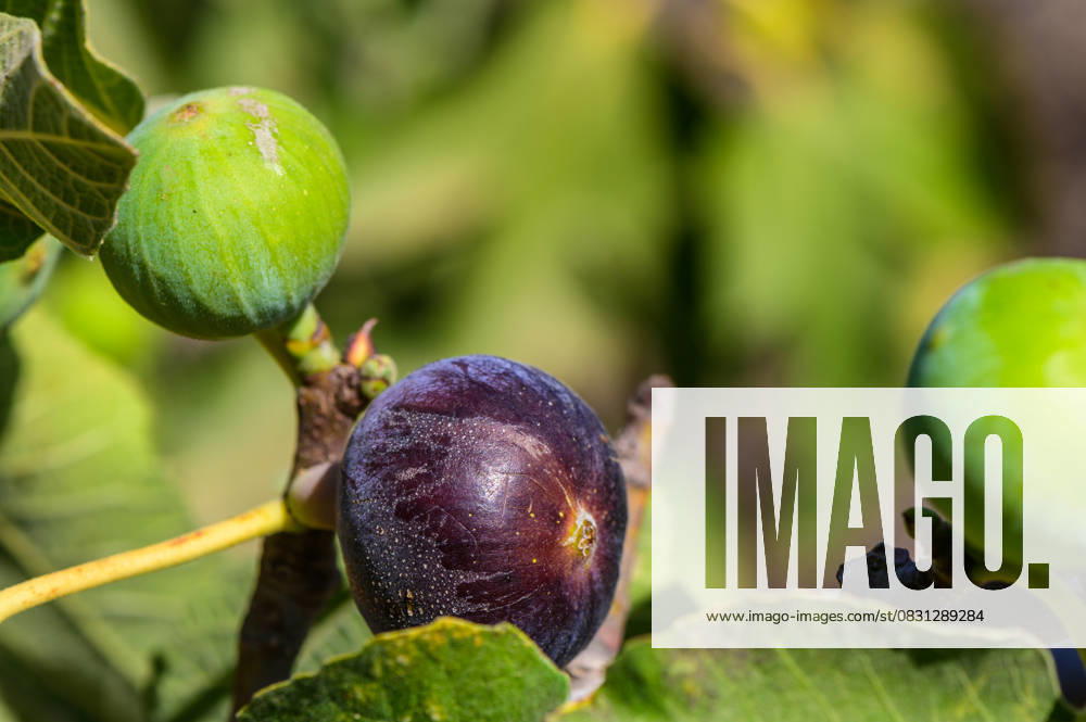 Vibrant fig tree showcasing ripe and unripe figs under warm sunlight in a lush garden setting A beautiful fig tree displays a mix of ripe black figs and unripe green fruits, surrounded by abundant green leaves, illuminated by the gentle sunlight., 62611874.jpg RECORD DATE NOT STATED