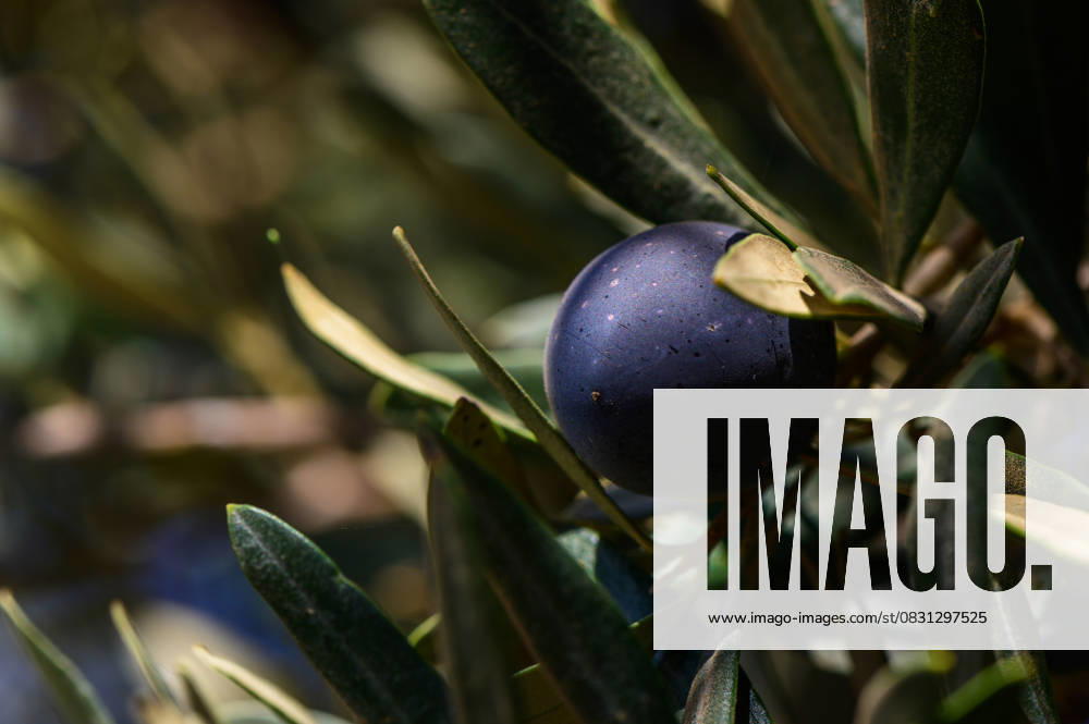 Ripening olive glistens under warm sun rays amidst vibrant green foliage in a serene Mediterranean grove A lone olive hangs delicately from its branch, reflecting sunlight and surrounded by lush green leaves. The warm atmosphere hints at a Mediterranean landscape., 62614044.jpg RECORD DATE NOT STATED