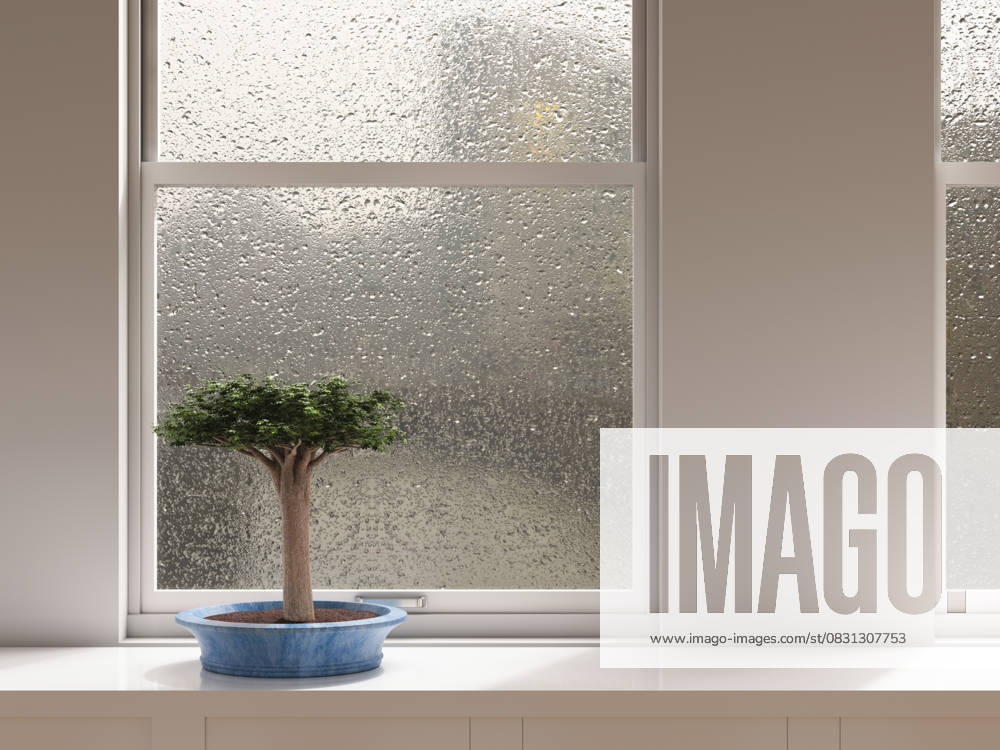 IMAGO Creative, Jahreszeit Sommer, Regen, Sommerregen Bonsai tree on windowsill indoors during rainy weather symbolizing relaxation, UWF02003