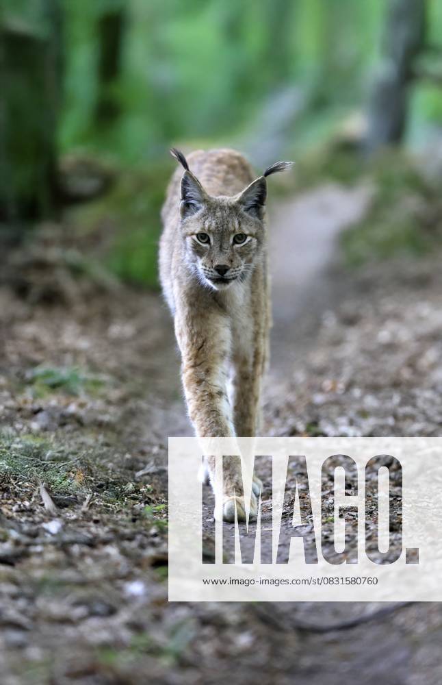 Eurasischer Luchs (Lynx lynx), adult, pirschend, wachsam, im Wald, Hessen, Deutschland, Europa, captive Eurasian lynx (Lynx lynx), adult, stalking, alert, in forest, Hesse, Germany, Europe, captive