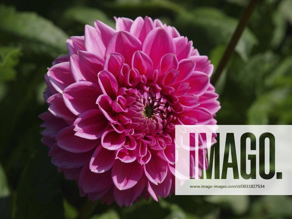 Pinke Dahlienblume in voller Blüte und Struktur im natürlichen Licht, Borken, westfalen, deutschland Pink dahlia flower in full bloom and structure in natural light, Borken, westphalia, germany