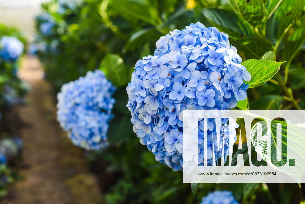 Hydrangea field against the greenhouses and plantations in the city of Da Lat in Vietnam Hydrangea field against the greenhouses and plantations in the city of Da Lat in Vietnam, 64713648.jpg RECORD DATE NOT STATED