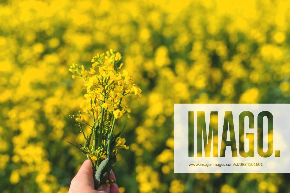 Mustard field blooming yellow. Selective focus. Mustard field blooming yellow. Selective focus. nature., model released, , 96979222.jpg RECORD DATE NOT STATED