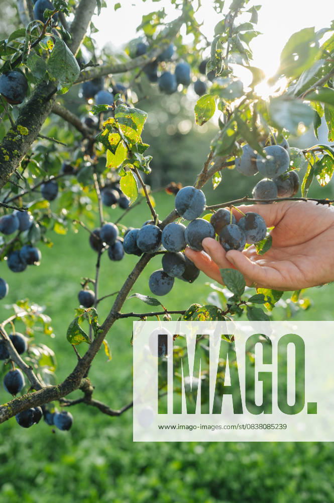 IMAGO Creative, Jahreszeit Sommer, Food, Pflaume Hand harvesting ripe plums in orchard garden during summer model released, Symbolfoto, ANAF05087