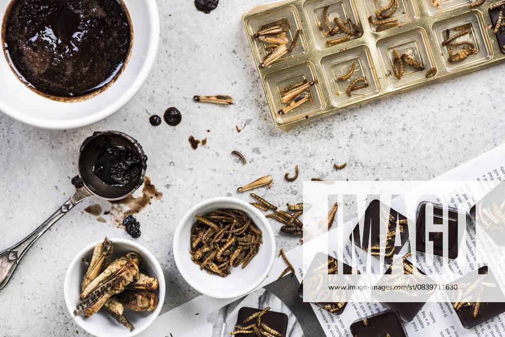 Schokolade mit essbaren Insekten herstellen. Kulinarische Trends Making chocolate with edible insects. Culinary trends