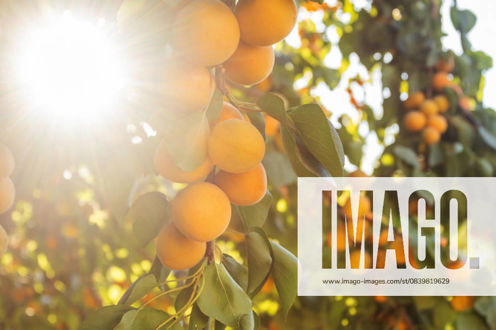 Ripe apricots in a summer garden with sunlight Sunlight shines through a garden full of ripe apricots ready for harvest. This scene captures the essence of organic food, healthy eating, and the joy of summer Model Released SvetlanaRadayeva_ID31964_1088330_011