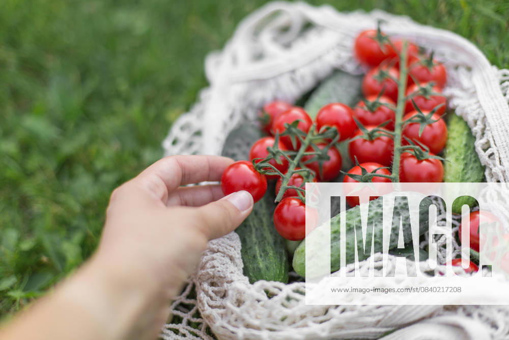 Frische Kirschtomaten und Gurken in einer umweltfreundlichen Baumwolltasche auf grünem Gras mit einer Hand, die eine Tomate pflückt, als Symbol für gesunde Ernährung, biologischen Anbau und nachhaltigen Lebensstil Fresh cherry tomatoes and cucumbers in an eco-friendly cotton bag on green grass with a hand picking one tomato, symbolizing healthy eating, organic farming, and sustainable lifestyle concept (License=RM)