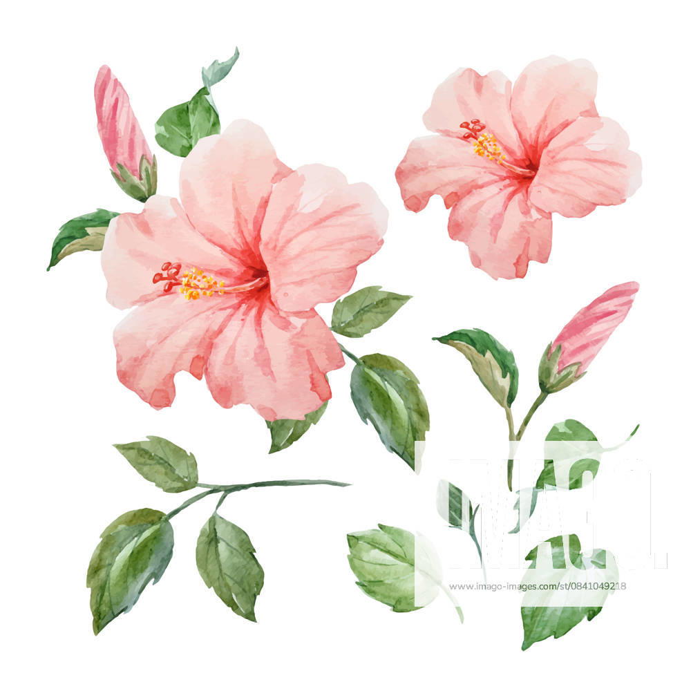Tropical Watercolor Hibiscus A vibrant watercolor painting of a tropical hibiscus flower, perfect for spring or summer. Features delicate pink petals and lush green foliage. Ideal for botanical art, floral arrangements, or decorative projects.