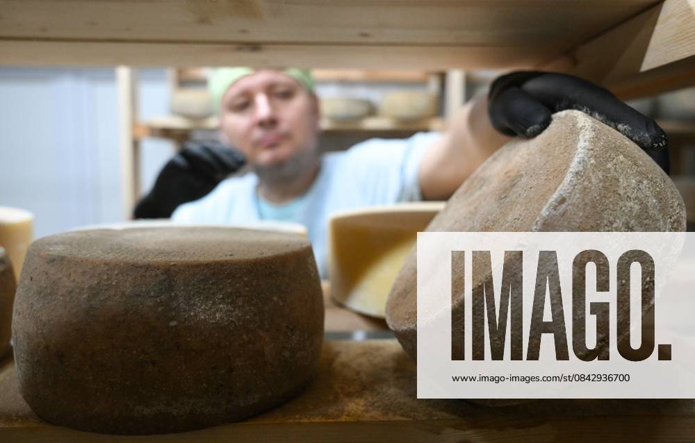 Russia Dairy Industry 9073038 17.12.2025 Employees work in a cheese cellar of the Labrie artisan cheese factory in Novosibirsk, Russia. The company produces over 30 types of cheese, processing up to 10 tonnes of milk per month. Alexandr Kryazhev Sputnik Novosibirsk Russia