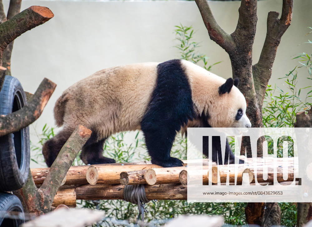 (251222) -- CHONGQING, Dec. 22, 2025 -- A giant panda is seen at Chongqing zoo in southwest China s Chongqing Municipality, Dec. 22, 2025. On Monday, the lower part of the giant panda house at Chongqing zoo completed its renovation and welcomed giant pandas to move in. ) CHINA-CHONGQING-GIANT PANDA-ZOO-RENOVATION(CN) TangxYi