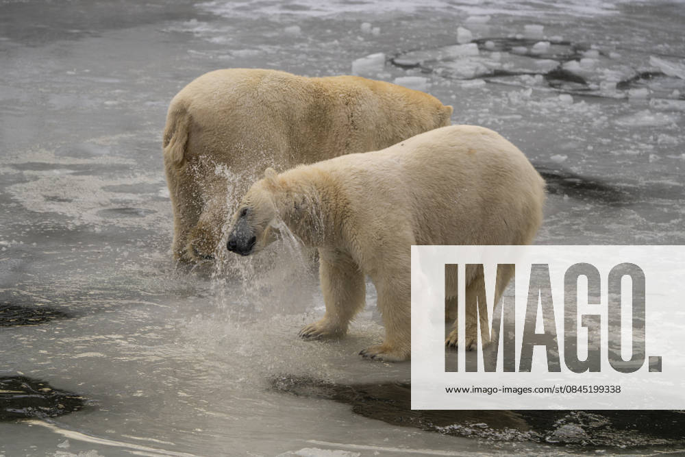 The polar bears Ursus maritimus at Tierpark Berlin Friedrichsfelde are clearly feeling at home in temperatures of around minus ten degrees Celsius
