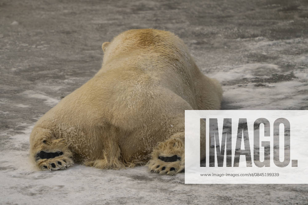 The polar bears Ursus maritimus at Tierpark Berlin Friedrichsfelde are clearly feeling at home in temperatures of around minus ten degrees Celsius