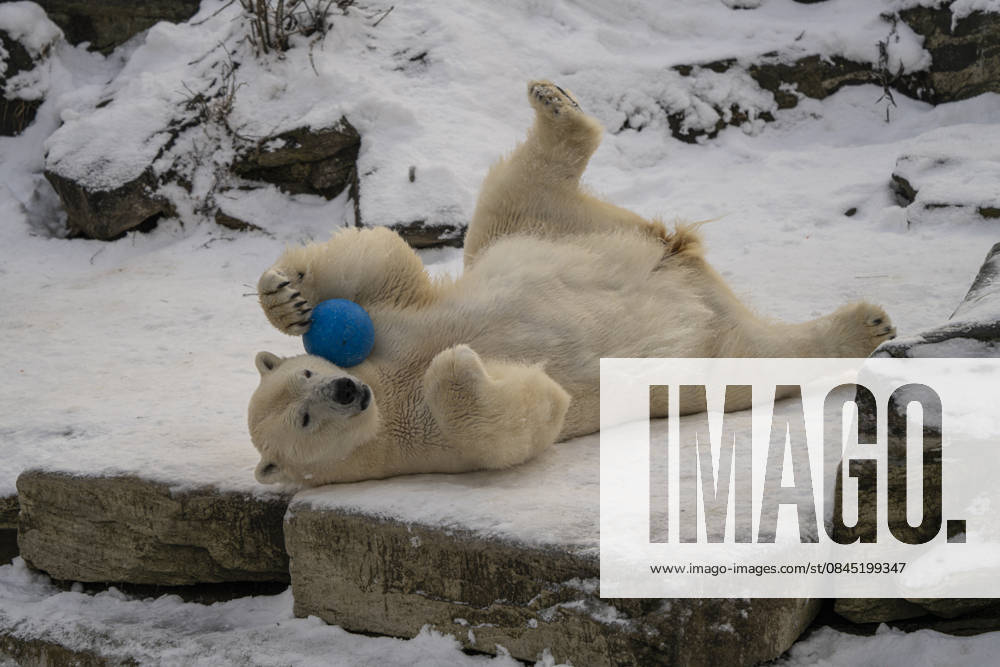 The polar bears Ursus maritimus at Tierpark Berlin Friedrichsfelde are clearly feeling at home in temperatures of around minus ten degrees Celsius
