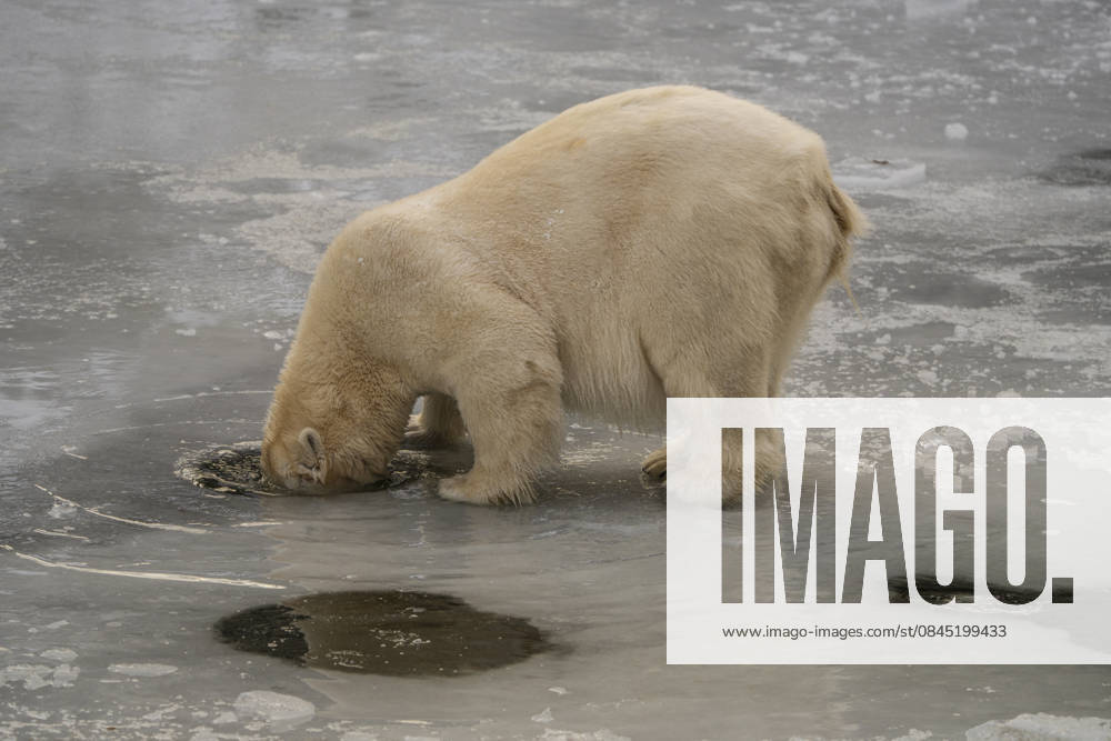 The polar bears Ursus maritimus at Tierpark Berlin Friedrichsfelde are clearly feeling at home in temperatures of around minus ten degrees Celsius
