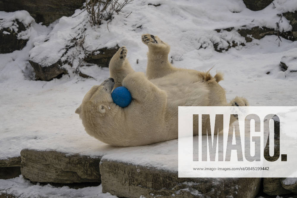 The polar bears Ursus maritimus at Tierpark Berlin Friedrichsfelde are clearly feeling at home in temperatures of around minus ten degrees Celsius