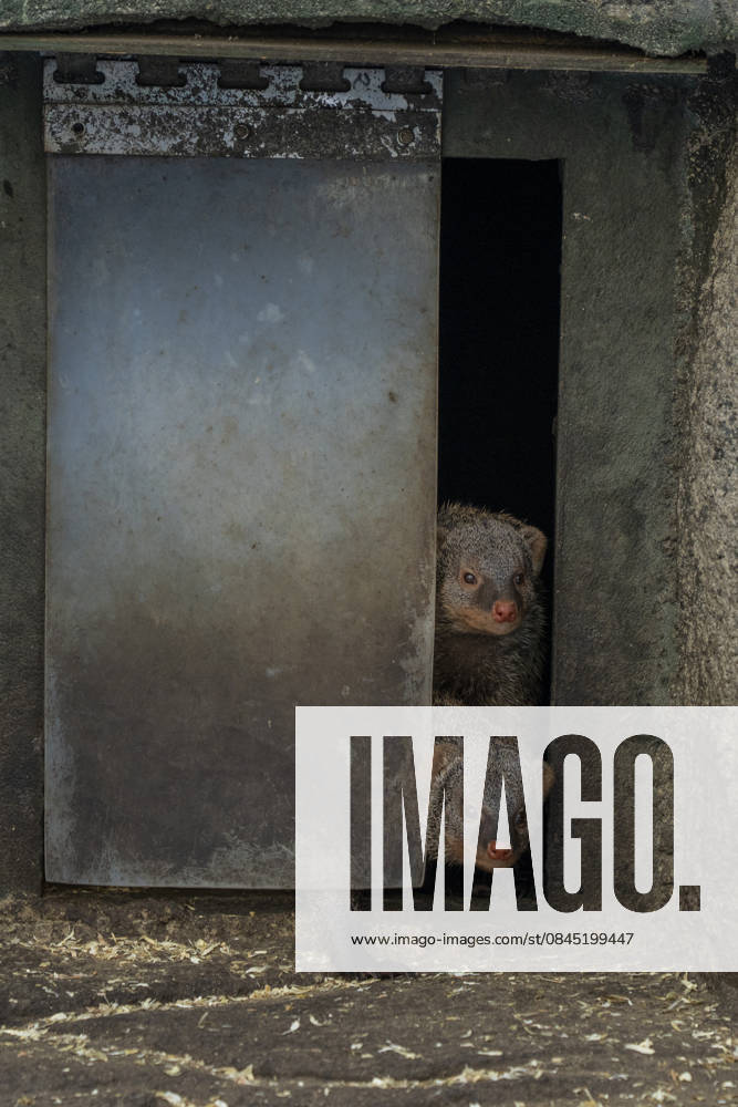 Curious mongoose zebra mongooses look out of their shelter at Tierpark Berlin Friedrichsfelde