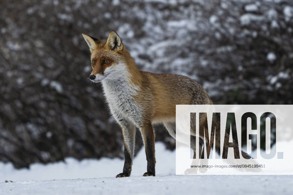 A red fox Vulpes vulpes Berlin Friedrichsfelde
