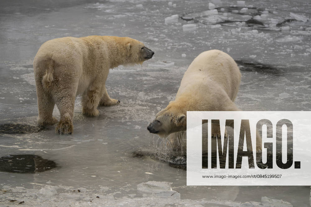 The polar bears Ursus maritimus at Tierpark Berlin Friedrichsfelde are clearly feeling at home in temperatures of around minus ten degrees Celsius