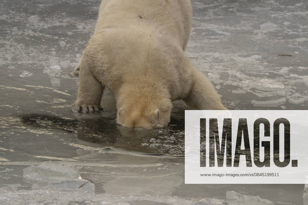 The polar bears Ursus maritimus at Tierpark Berlin Friedrichsfelde are clearly feeling at home in temperatures of around minus ten degrees Celsius