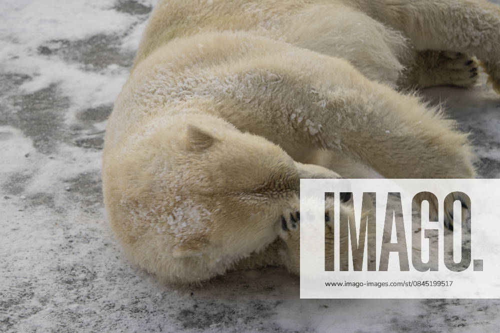 The polar bears Ursus maritimus at Tierpark Berlin Friedrichsfelde are clearly feeling at home in temperatures of around minus ten degrees Celsius