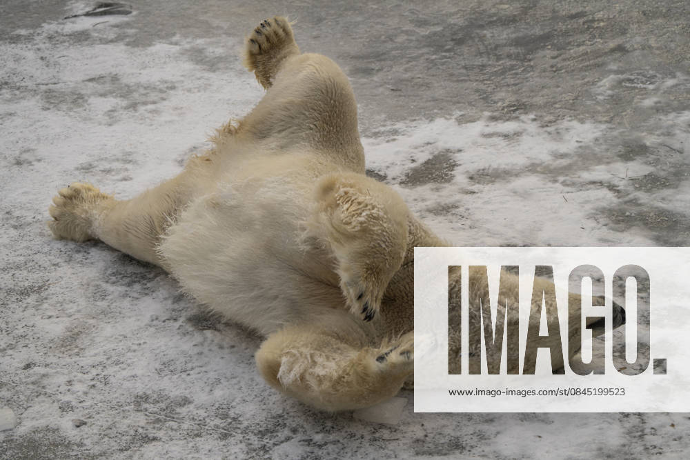 The polar bears Ursus maritimus at Tierpark Berlin Friedrichsfelde are clearly feeling at home in temperatures of around minus ten degrees Celsius