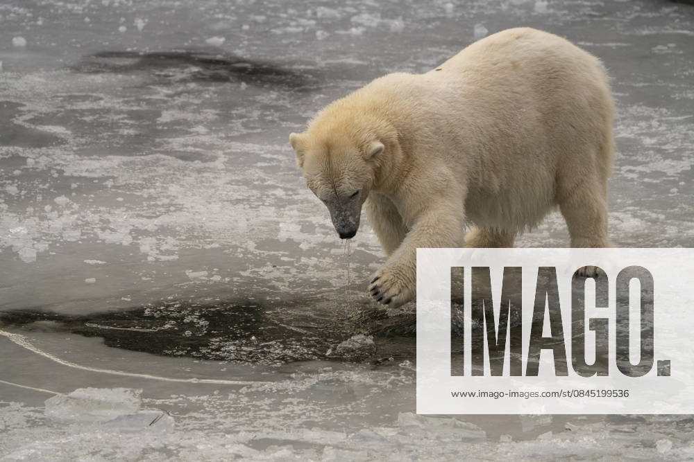 The polar bears Ursus maritimus at Tierpark Berlin Friedrichsfelde are clearly feeling at home in temperatures of around minus ten degrees Celsius