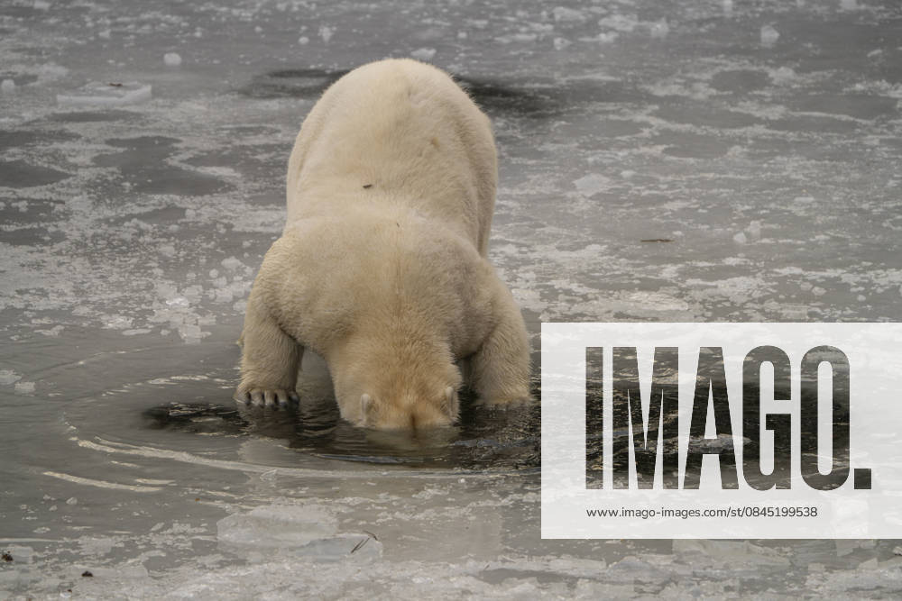 The polar bears Ursus maritimus at Tierpark Berlin Friedrichsfelde are clearly feeling at home in temperatures of around minus ten degrees Celsius