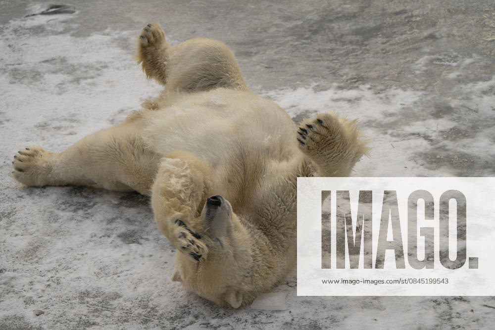 The polar bears Ursus maritimus at Tierpark Berlin Friedrichsfelde are visibly at ease in temperatures of around minus ten degrees Celsius