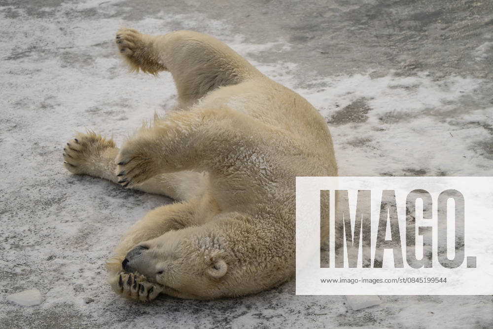 The polar bears Ursus maritimus at Tierpark Berlin Friedrichsfelde are visibly at ease in temperatures of around minus ten degrees Celsius